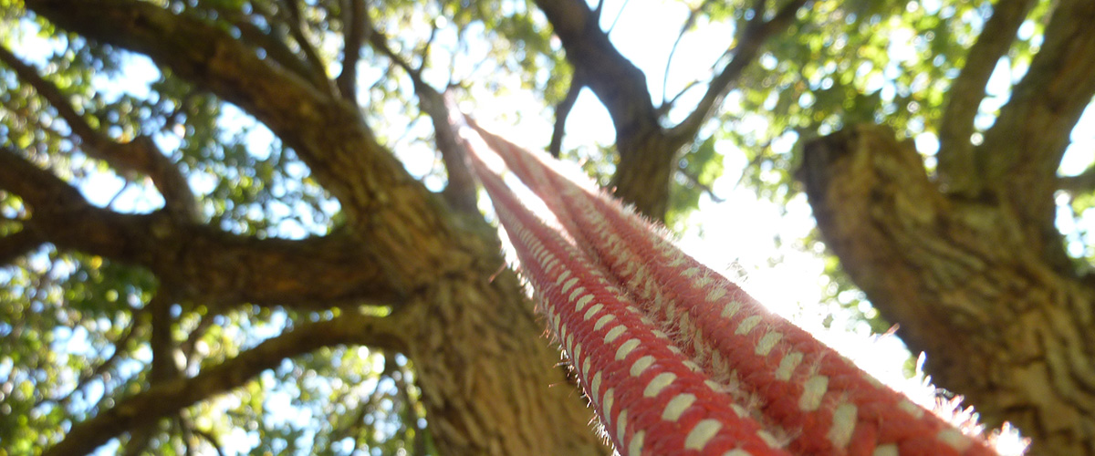 Treesystems training for tree climbers