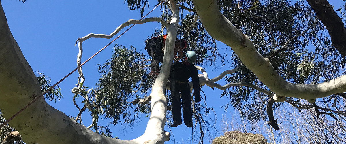 Gain arborist qualifications in chainsaw, tree felling, tree pruning and all aspects of tree work