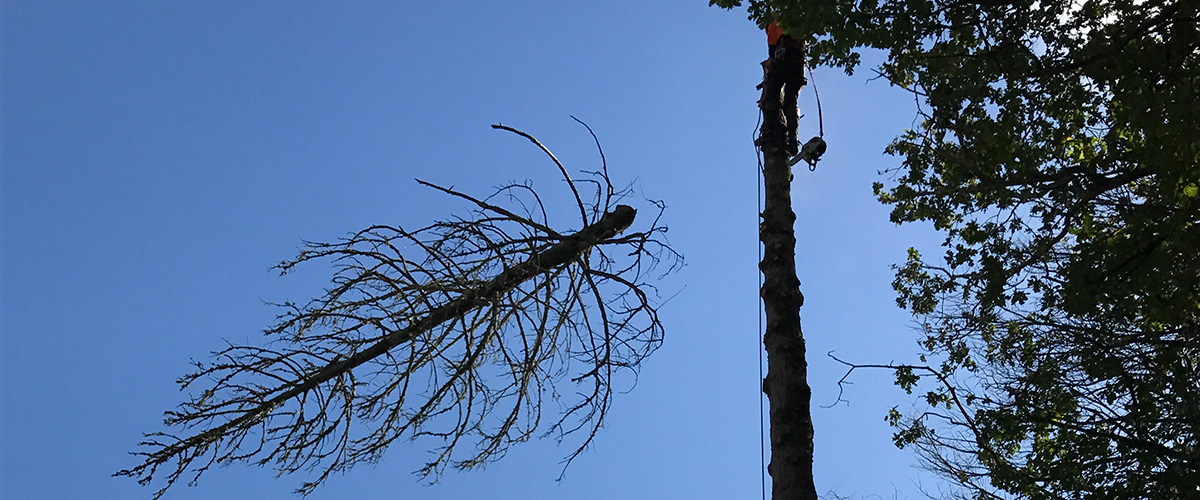 Train to be an arborist including tree removals